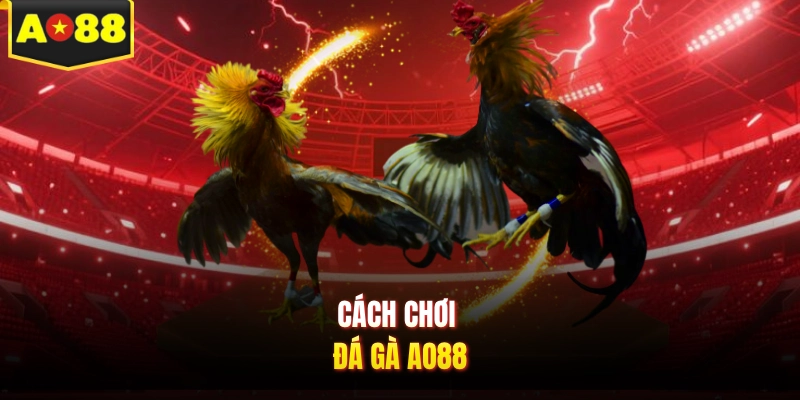 Cách chơi đá gà AO88
